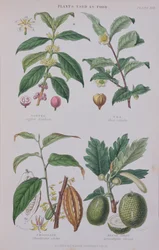 Caffè, Tè, Cioccolato e Frutto del Pane, tavola da uno studio botanico, inciso da J. Bishop, 1872